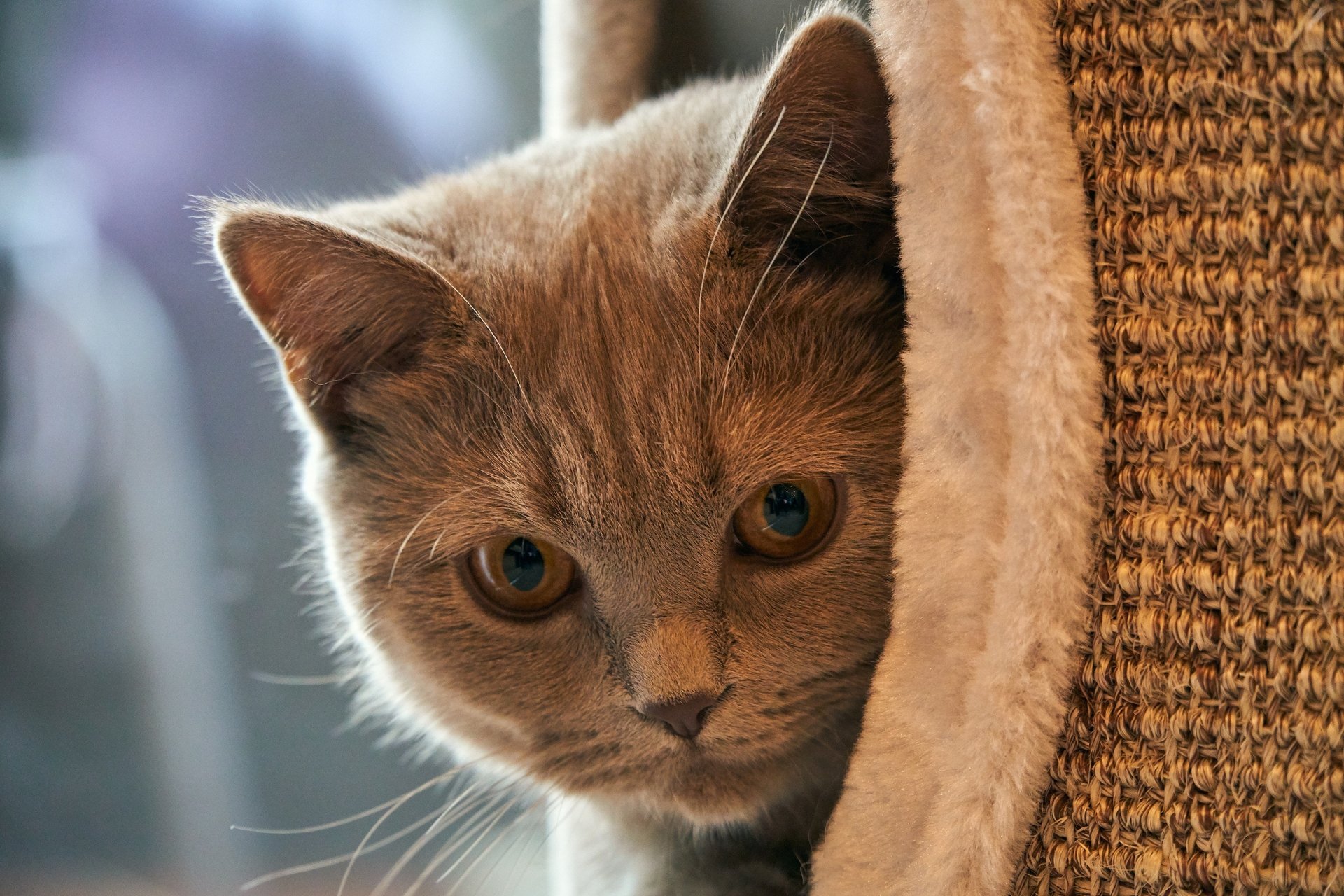 Download Kitten Animal British Shorthair HD Wallpaper