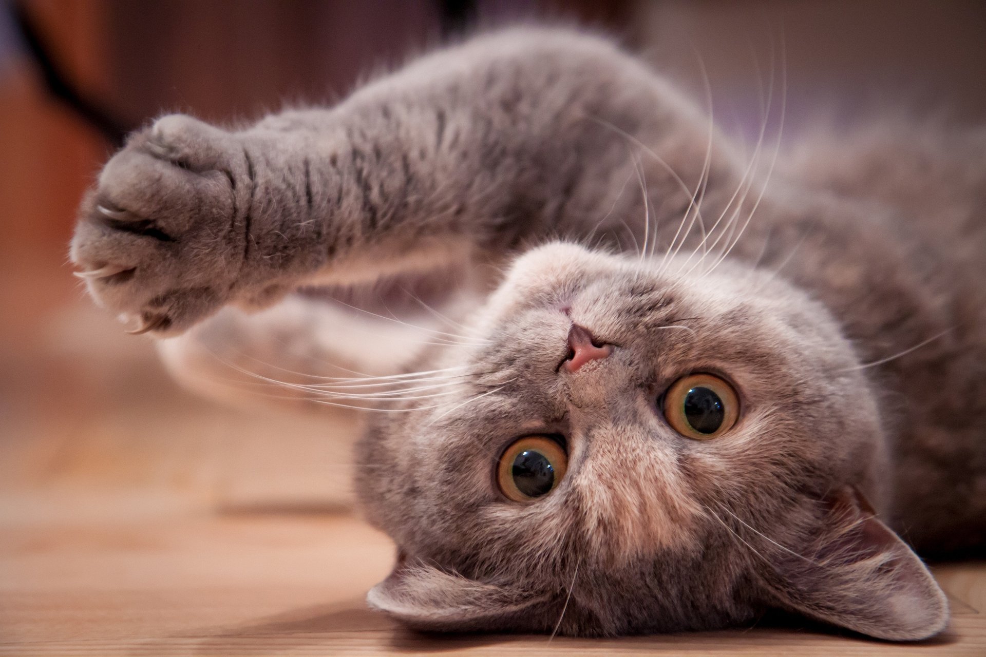 Download Paw Kitten Animal British Shorthair HD Wallpaper