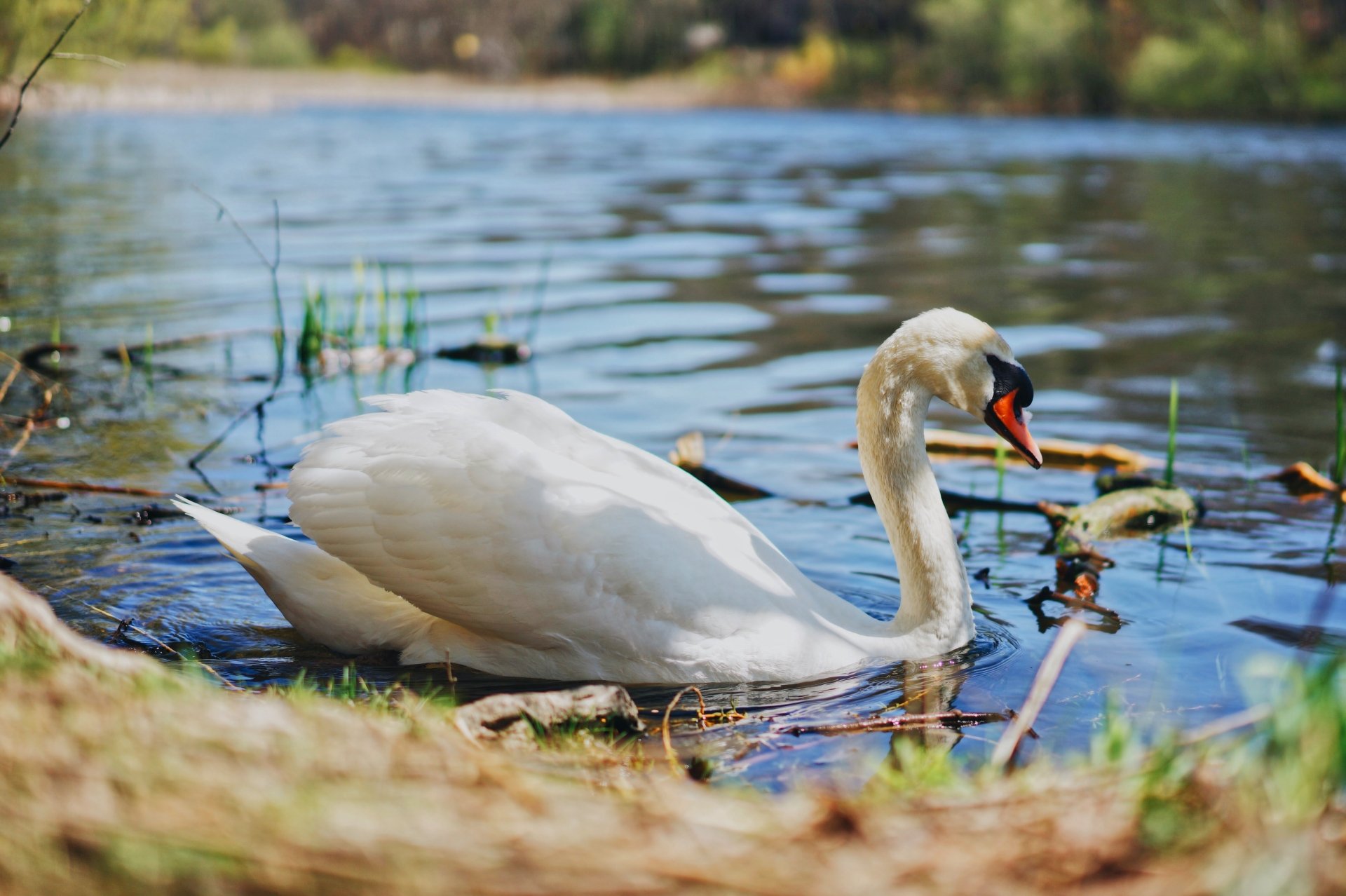 Mute Swan 4k Ultra HD Wallpaper | Background Image | 5056x3366