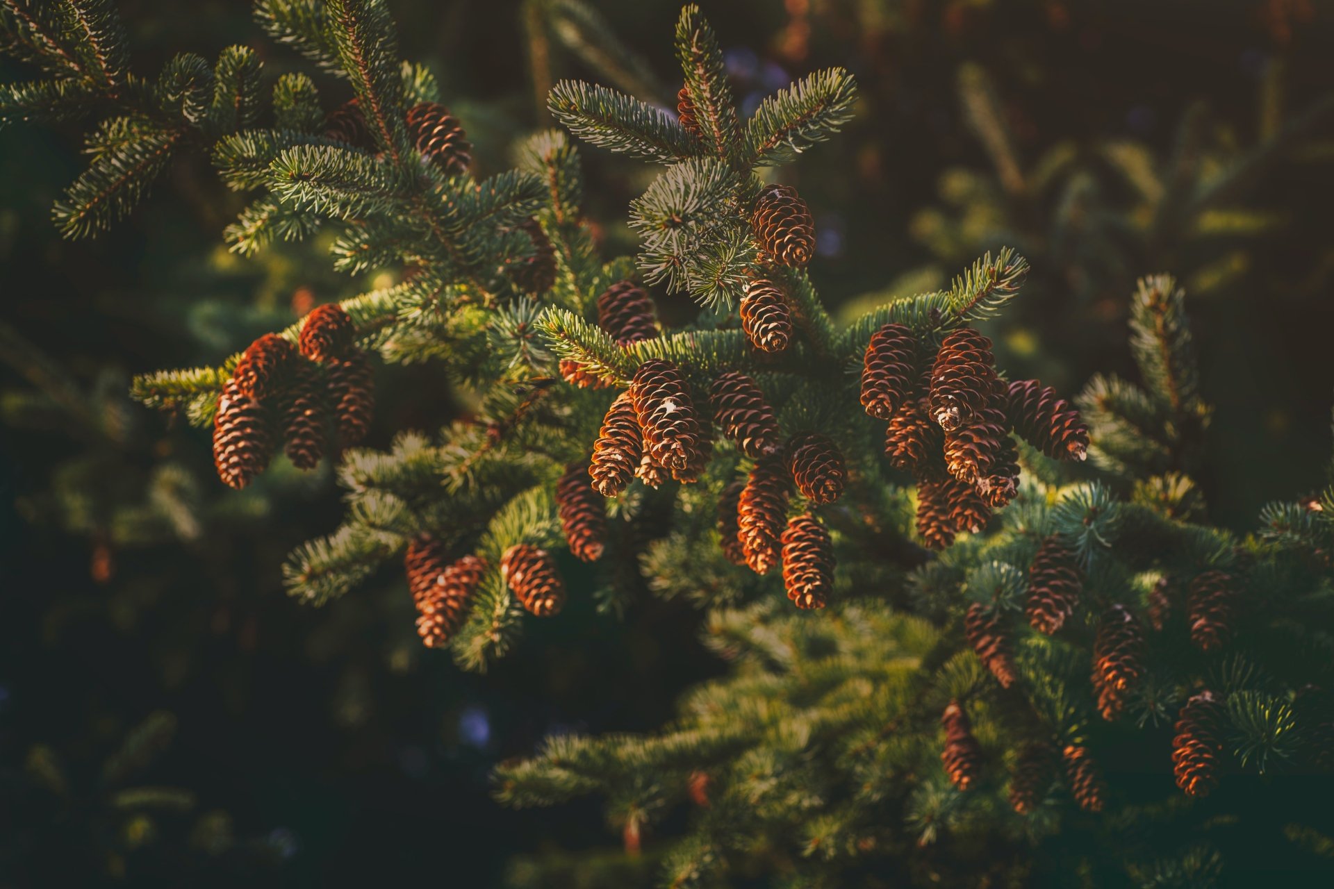 Download Spruce Cone Nature Branch 4k Ultra HD Wallpaper