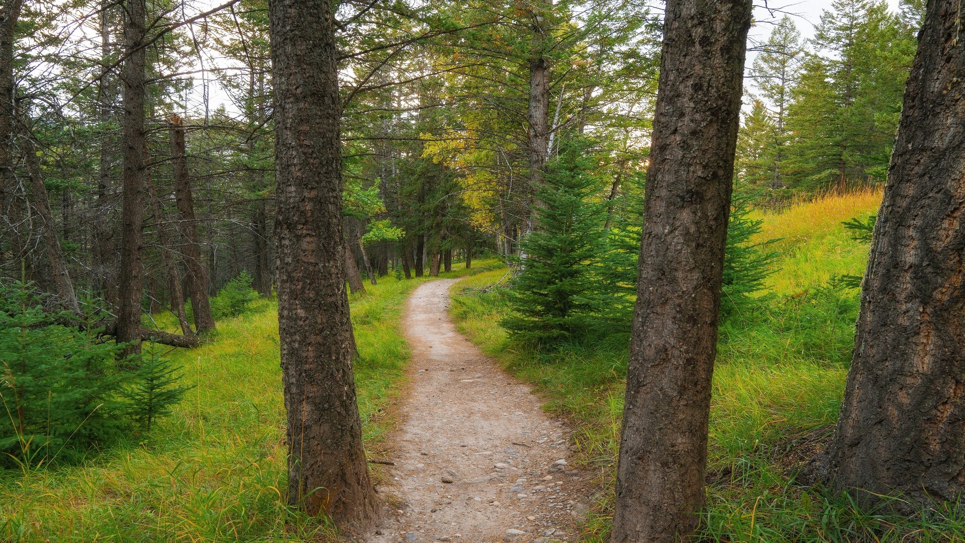 Download Pine Spruce Forest Road Man Made Path 4k Ultra HD Wallpaper ...
