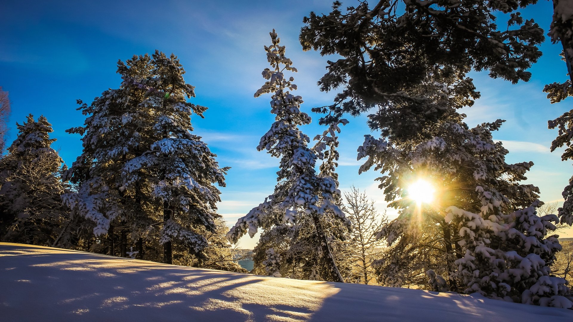 Download Snow Sun Forest Nature Winter 4k Ultra HD Wallpaper, image size:1920x1080
