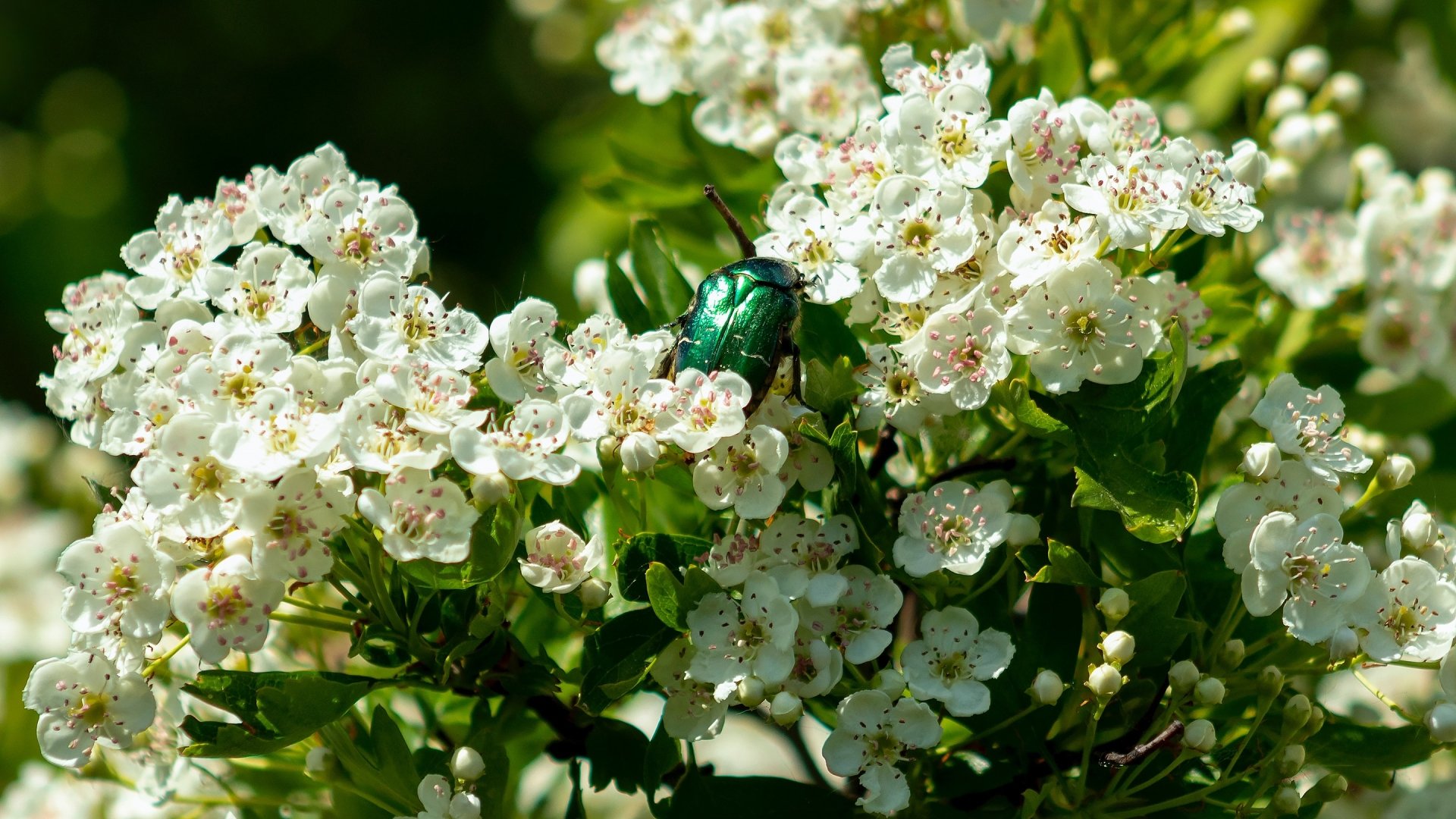 Download Blossom Insect Spring Animal Beetle HD Wallpaper | 2880x1620 ...