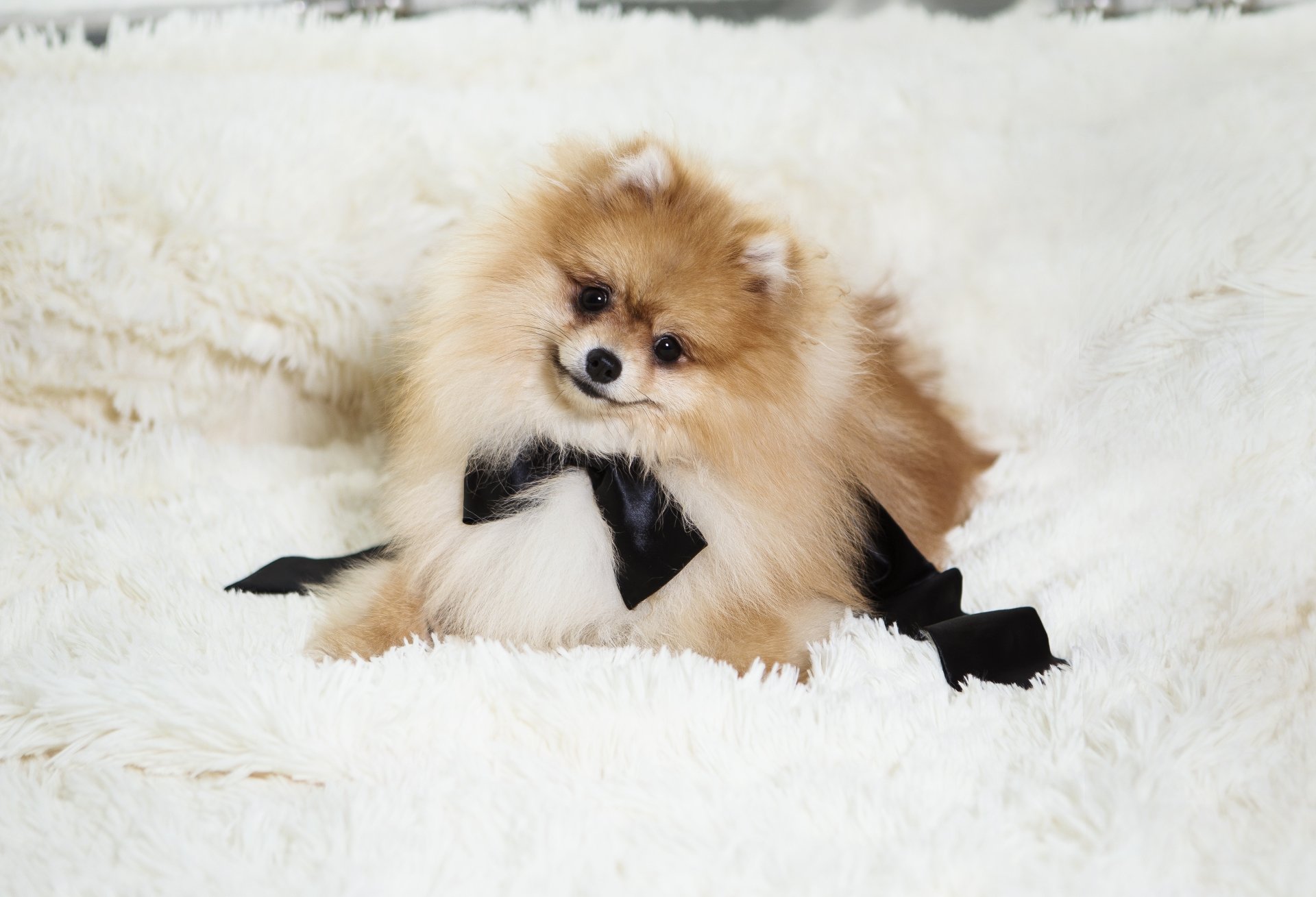 Download Pomeranian Puppy Dog Animal Spitz 4k Ultra HD Wallpaper