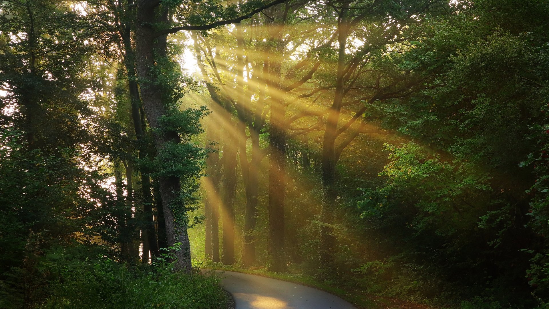 Download Morning Forest Road Nature Sunbeam 4k Ultra HD Wallpaper