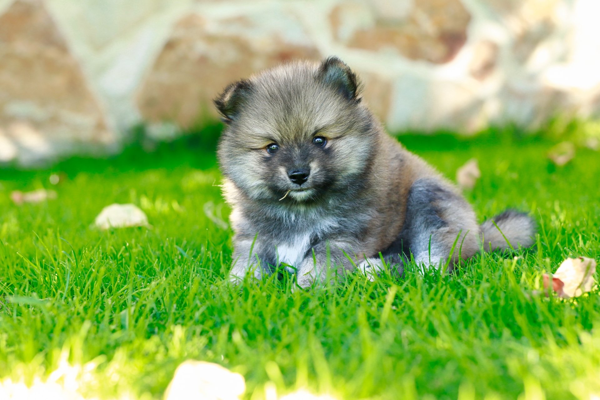 Download Puppy Dog Animal Pomeranian 4k Ultra HD Wallpaper