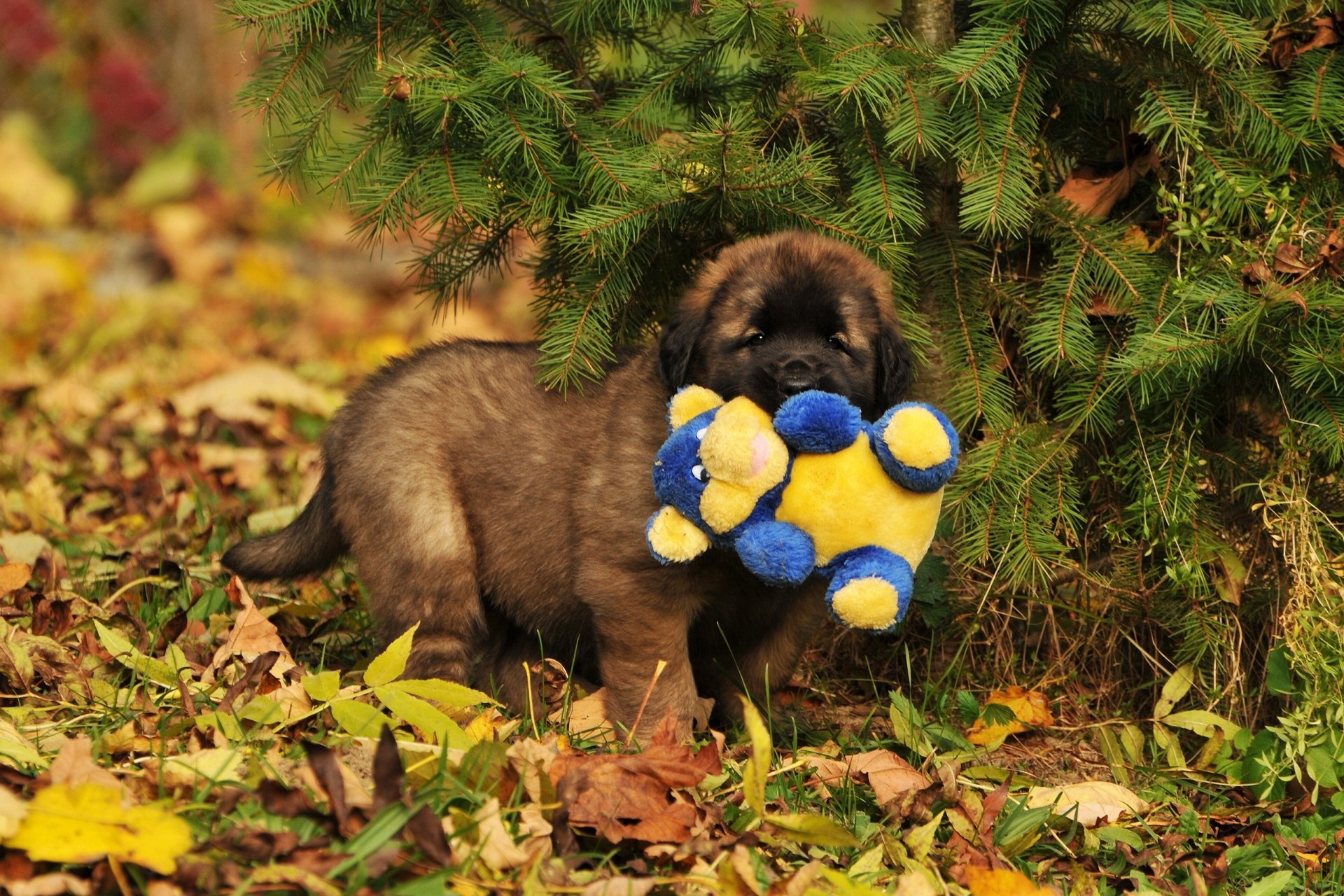 Download Animal Leonberger HD Wallpaper