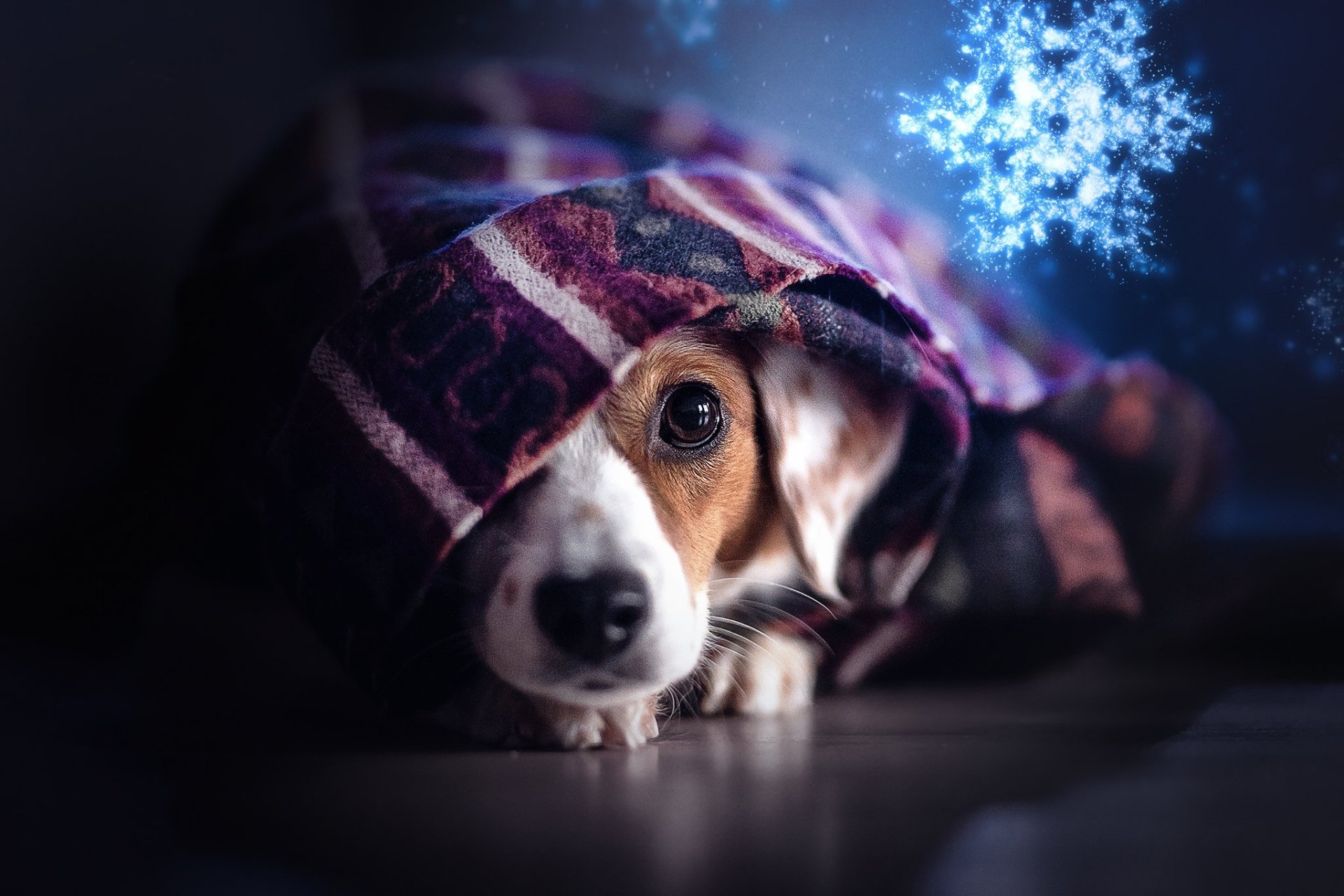 Download Stare Snowflake Animal Dog HD Wallpaper | 2048x1365 ...
