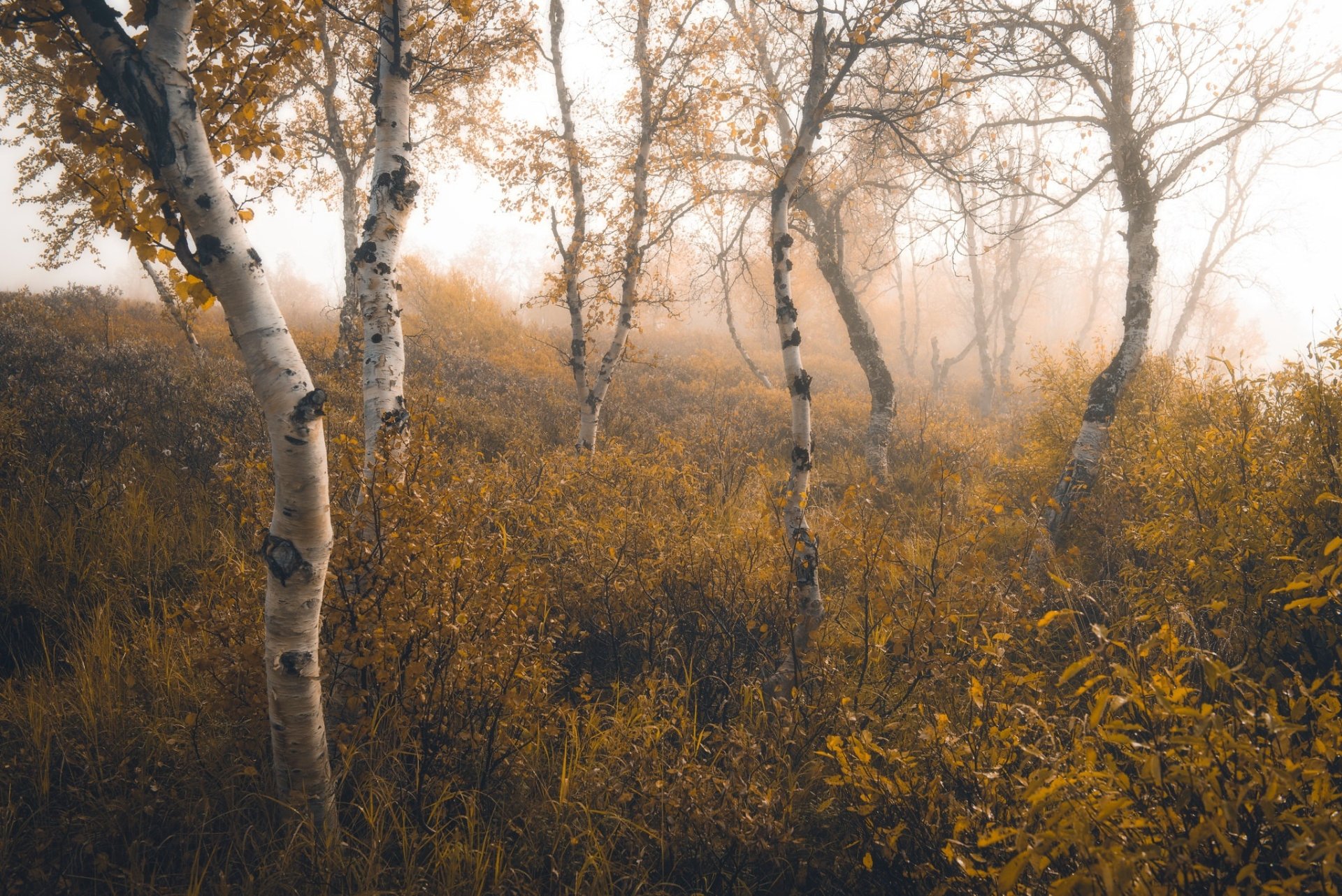 Download Nature Fall Birch HD Wallpaper