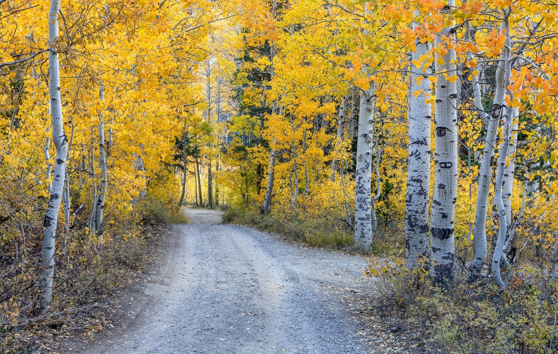 Download Birch Forest Fall Road Man Made Path HD Wallpaper | 2048x1300 ...