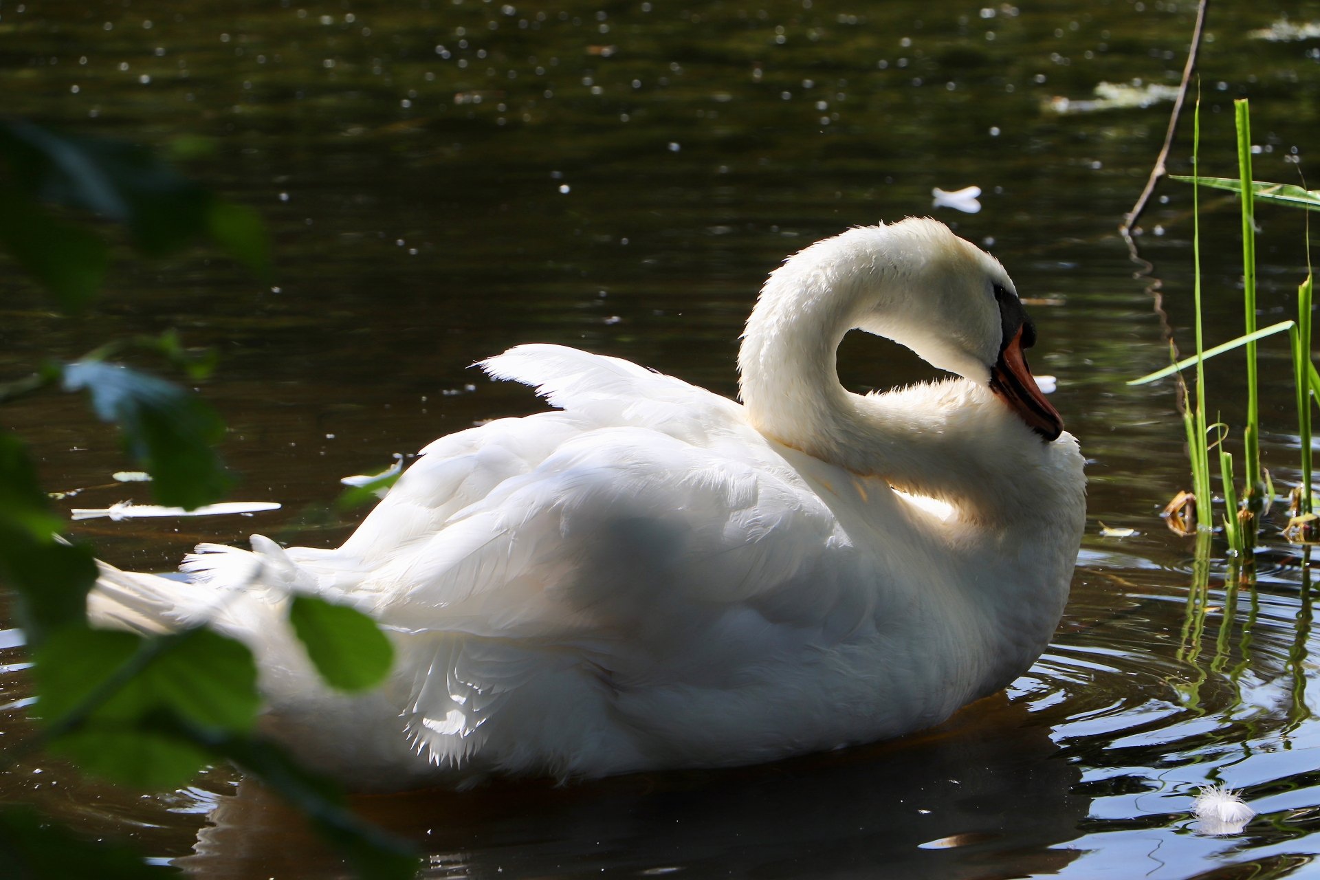 Mute swan 4k Ultra HD Wallpaper