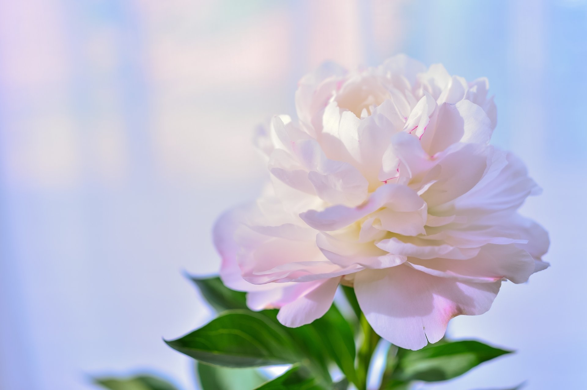 Close-up macro of delicate white peony petals against a soft pastel background, captured in 4K Ultra HD for a stunning nature desktop wallpaper.