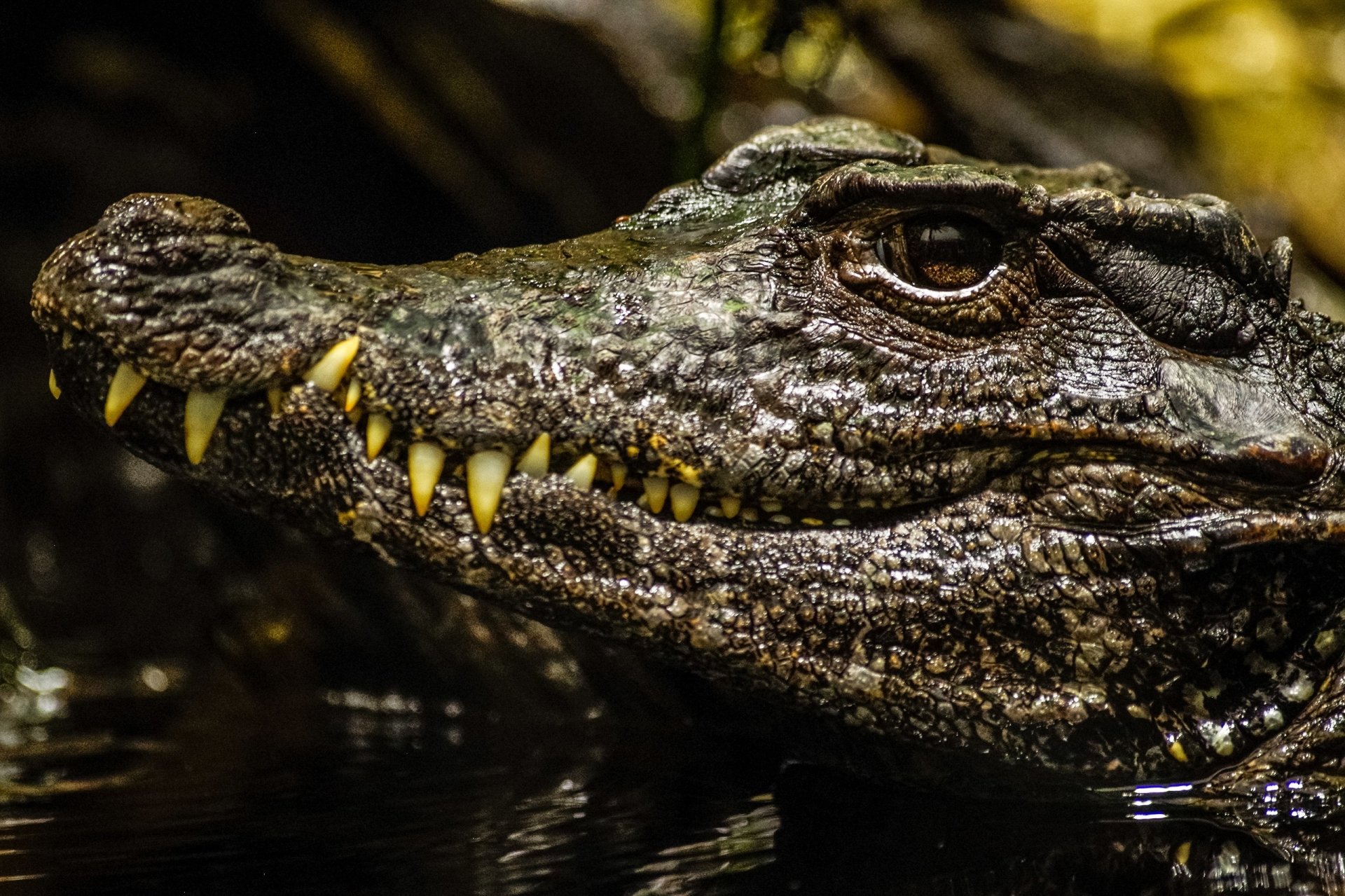 Download Muzzle Animal Crocodile  HD Wallpaper