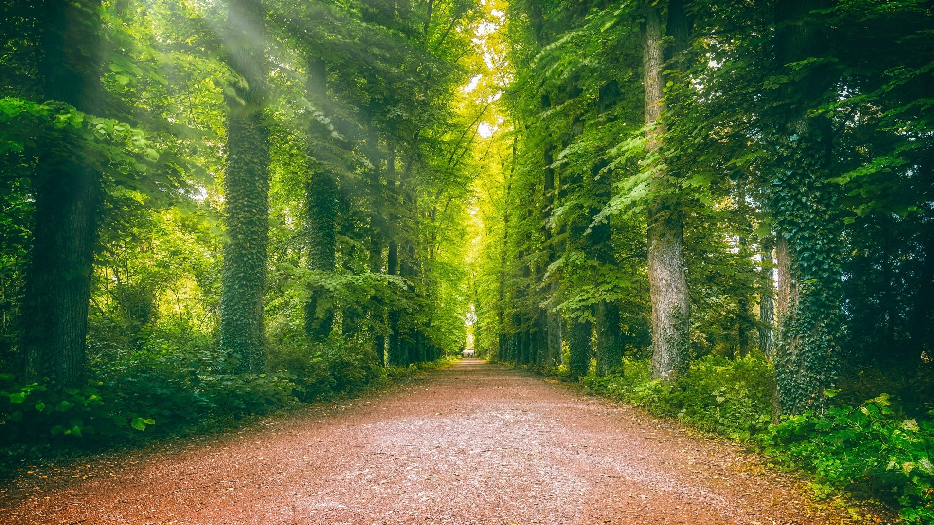 4K Ultra HD PC desktop wallpaper: tree-lined forest road with ivy-clad trunks, lush greenery and sunlit canopy over a man-made dirt path.