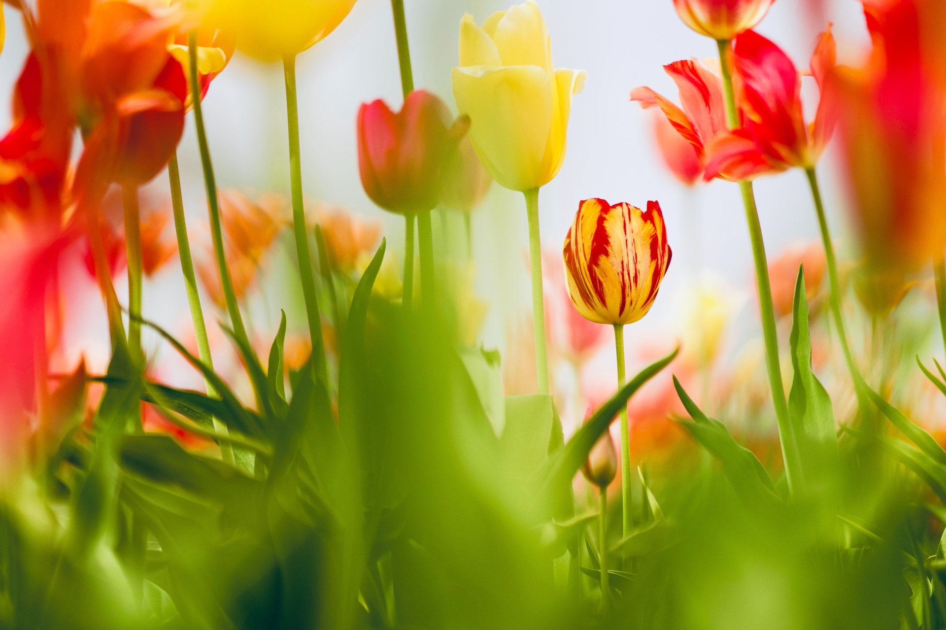 Download Spring Blur Flower Nature Tulip 4k Ultra HD Wallpaper ...