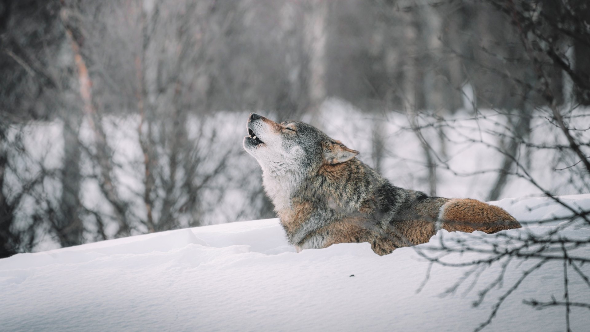 A wolf is howling in a snowy winter forest, captured in 4K Ultra HD as a striking PC desktop wallpaper and background.