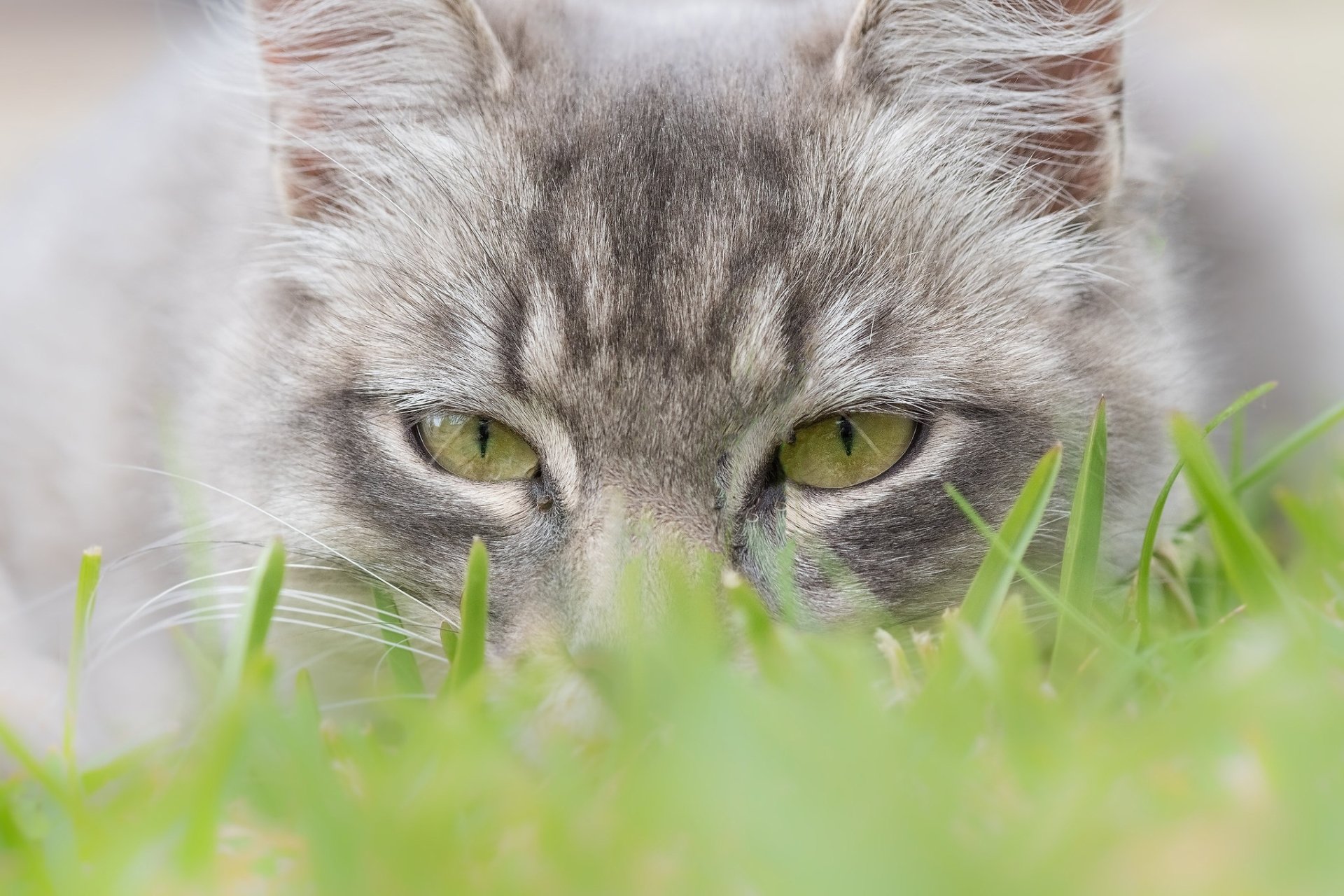 Download Stare Animal Cat HD Wallpaper