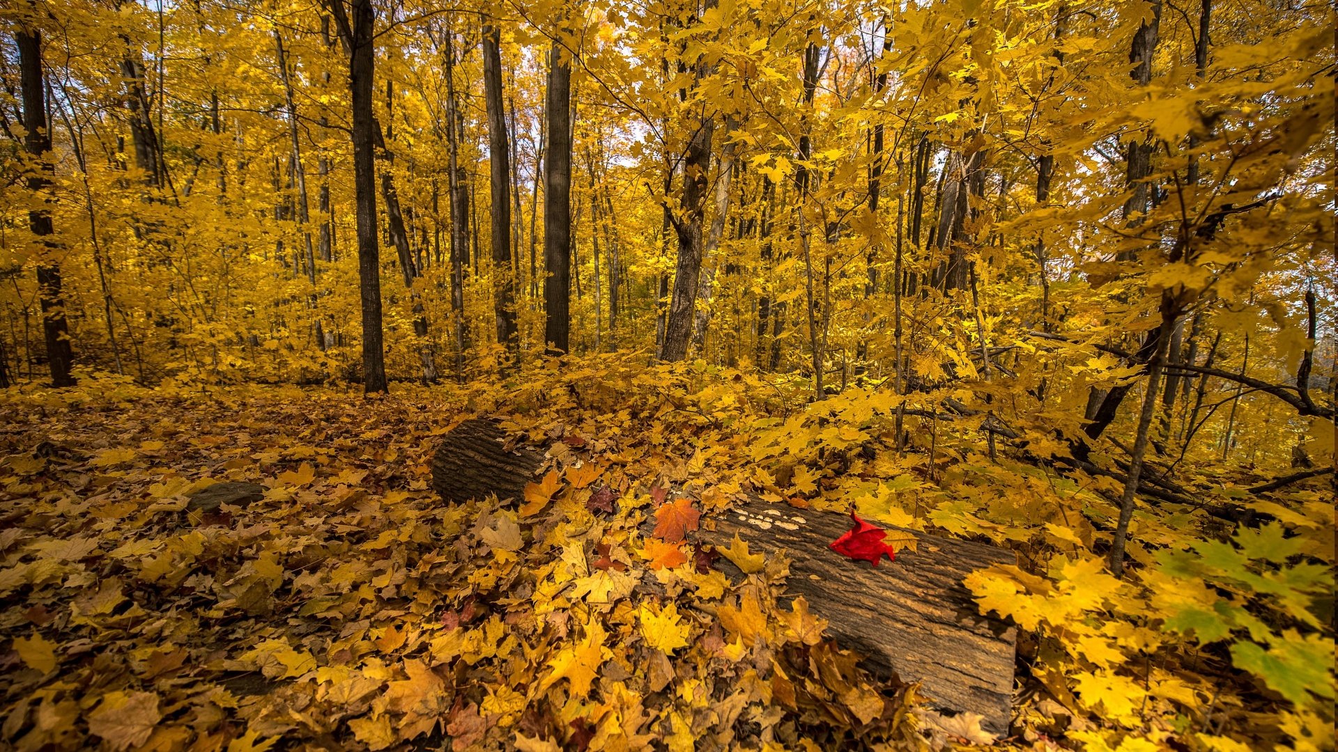 4K Ultra HD PC desktop wallpaper of a nature forest in fall: golden canopy, carpet of yellow leaves across the floor and a single red leaf resting on a fallen log.