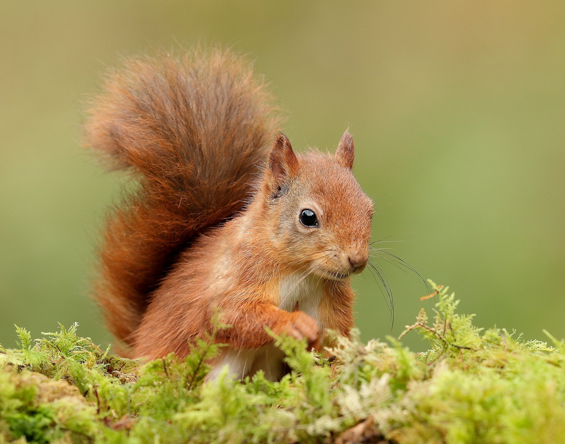 Download Rodent Animal Squirrel HD Wallpaper