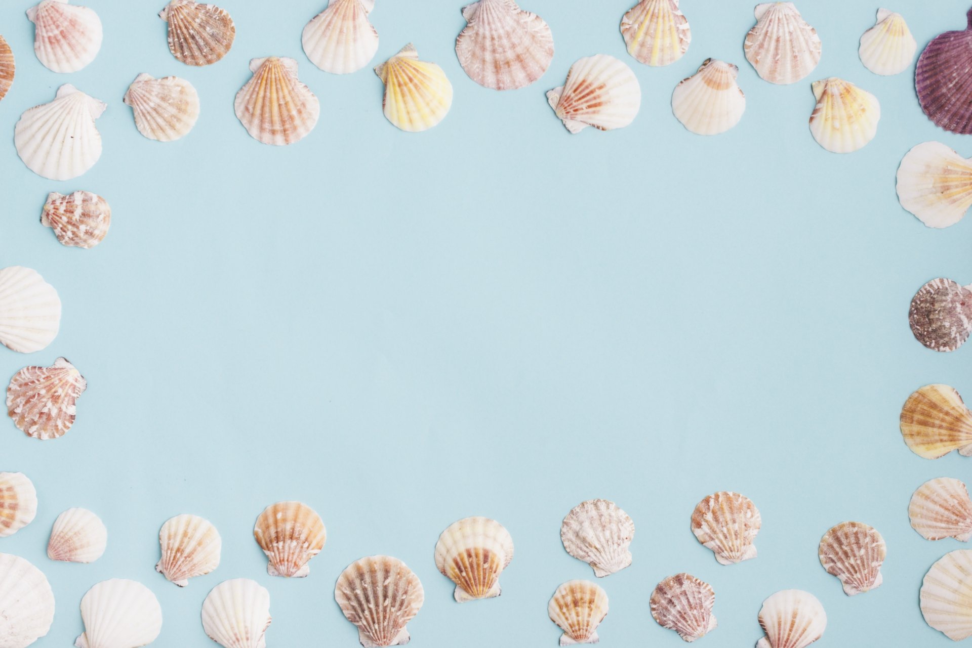 Download Nature Shell 4k Ultra HD Wallpaper