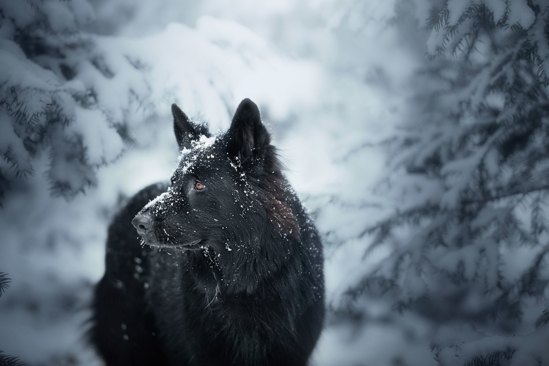 Download Animal Dog Black Dog HD Wallpaper