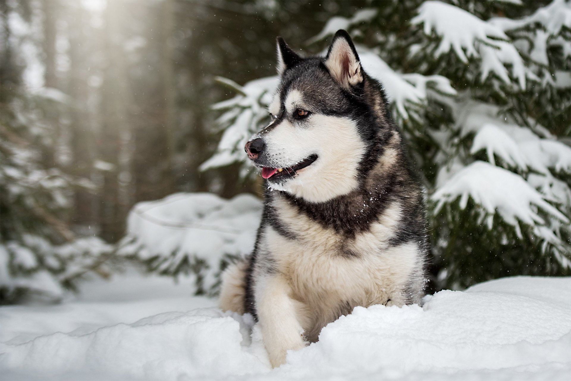 Download Dog Snow Animal Alaskan Malamute HD Wallpaper