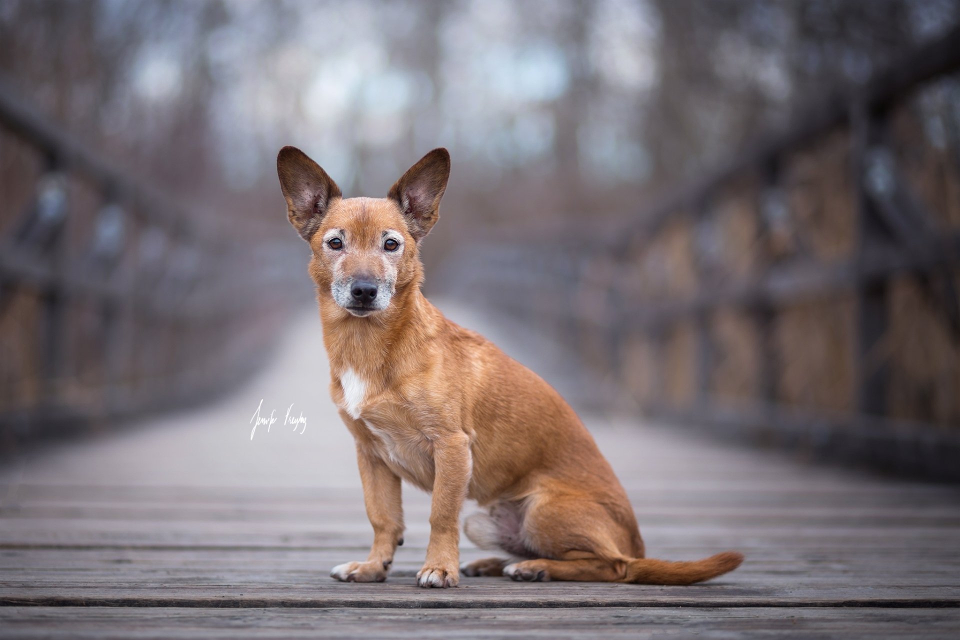 Download Animal Dog Old Dog HD Wallpaper