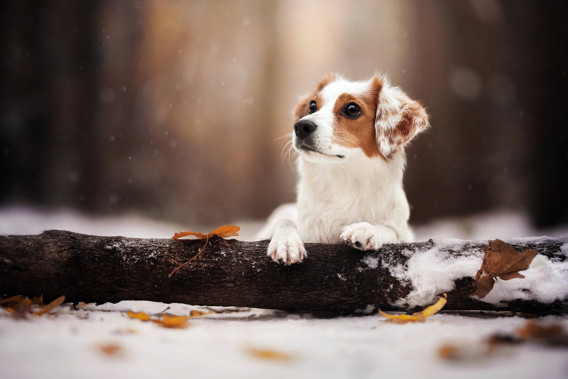 Download Log Dog Snow Animal Kooikerhondje Winter Animals HD Wallpaper