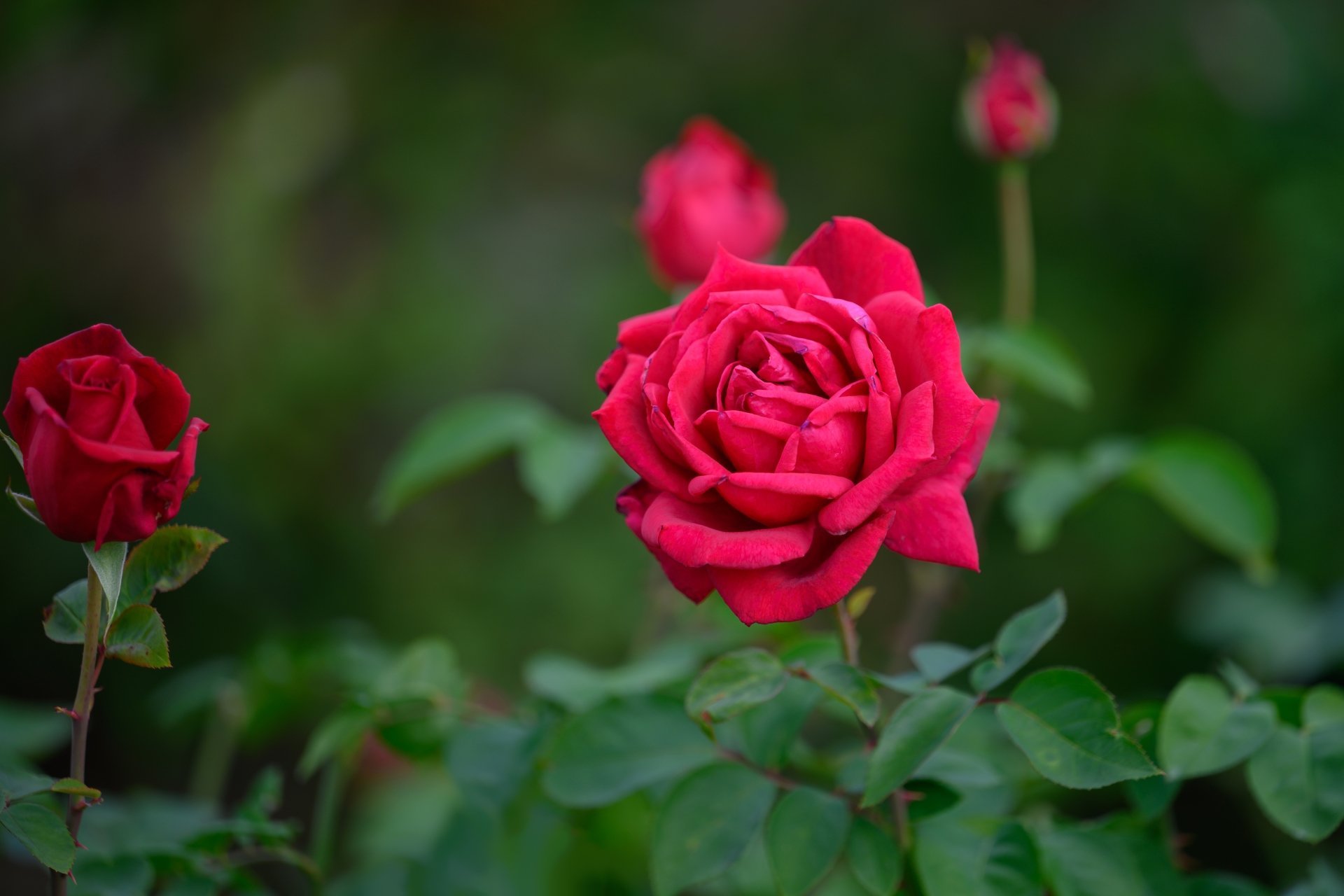 Download Flower Nature Rose 4k Ultra HD Wallpaper