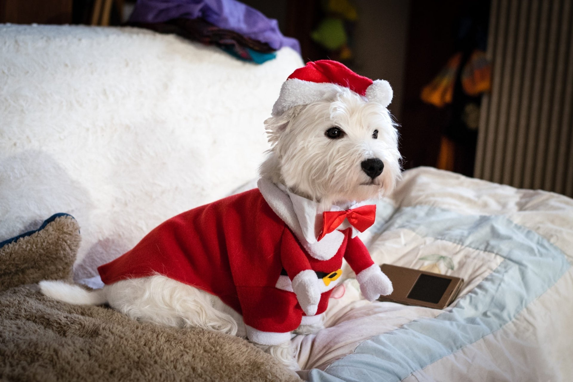 Download Santa Hat Christmas Dog Animal West Highland White Terrier Christmas Dog HD Wallpaper