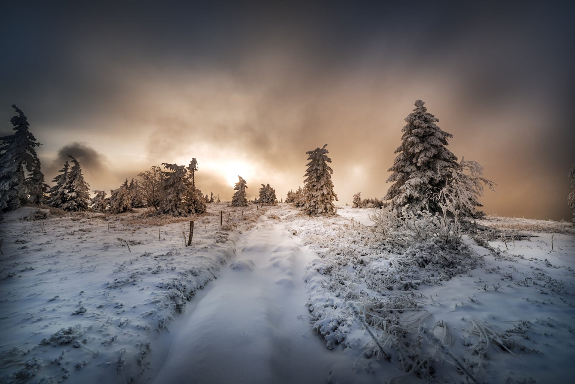 Download Path Fir Tree Sunset Snow Nature Winter Winter Sunset HD Wallpaper