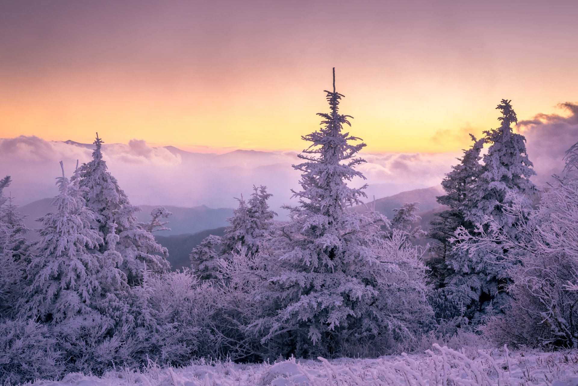 Download Sunset Spruce Nature Snow Winter Winter Sunset 4k Ultra HD Wallpaper
