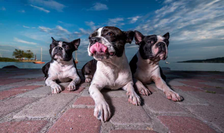 dog Animal Boston Terrier HD Desktop Wallpaper | Background Image