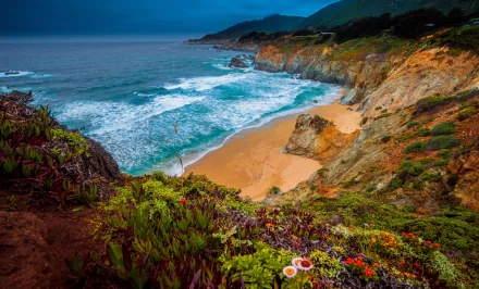 coast ocean flower beach Julia Pfeiffer Burns State Park California pacific ocean nature big sur HD Desktop Wallpaper | Background Image