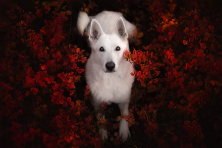 swiss shepherd dog Animal White Shepherd HD Desktop Wallpaper | Background Image