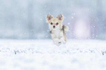 A Chihuahua dog joyfully jumping in a snowy field, captured in a high-definition winter-themed desktop wallpaper.