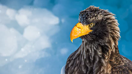 bird of prey eagle bird Animal Steller's Sea Eagle HD Desktop Wallpaper | Background Image