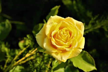 yellow flower yellow rose flower nature rose HD Desktop Wallpaper | Background Image