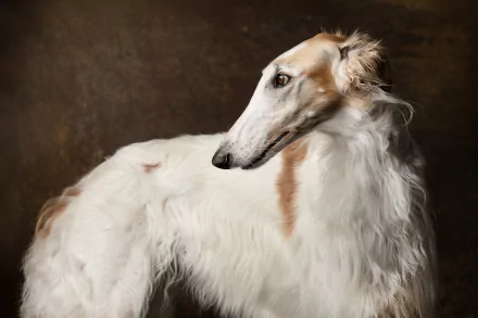 Animal Borzoi HD Desktop Wallpaper | Background Image
