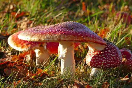 fly agaric macro grass nature mushroom HD Desktop Wallpaper | Background Image