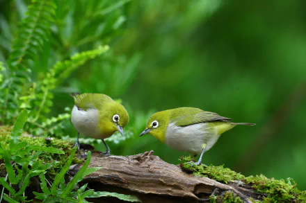 Animal Japanese white-eye HD Desktop Wallpaper | Background Image