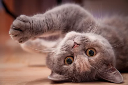 paw kitten Animal British Shorthair HD Desktop Wallpaper | Background Image