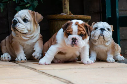 A 4K Ultra HD image of three English bulldog puppies sitting on a tiled floor, showcasing adorable baby bulldogs in a cozy setting.