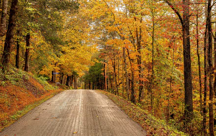 HD PC desktop wallpaper background: winding man-made country road through a Virginia, USA forest in vivid fall colors, orange and gold trees lining the lane.