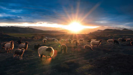 Grazing sheep across rolling hills at sunrise with dramatic clouds — 4K Ultra HD PC desktop wallpaper and background capturing warm light and a peaceful pastoral landscape.