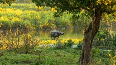 4K Ultra HD PC desktop wallpaper and background of a rhino (animal) wading in a sunlit pond, framed by lush grasses and trees.