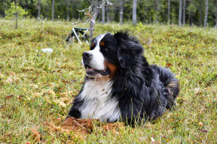 Animal bernese mountain dog HD Desktop Wallpaper | Background Image