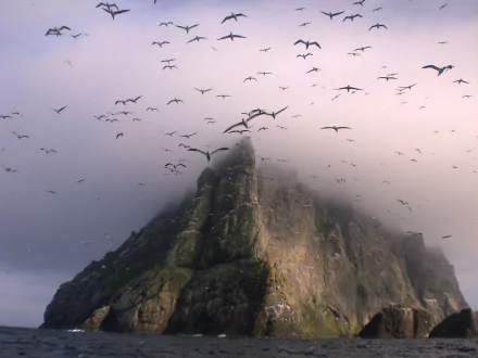A high-definition wallpaper of a rugged Scottish cliff shrouded in mist, with a flock of seagulls soaring above and around the island.