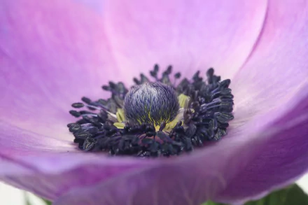 Macro HD PC desktop wallpaper of a purple anemone: close-up of petals framing the detailed dark stamen and central bud.