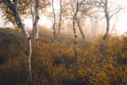 nature fall birch HD Desktop Wallpaper | Background Image